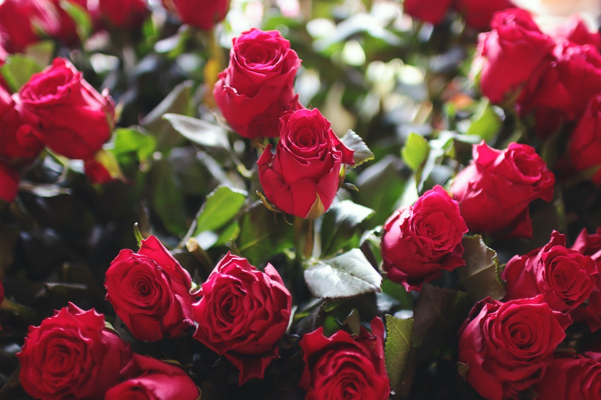 प्रणय दिवस (Valentines Day)नजिकिएसँगै गुलाबको माग बढ्यो 